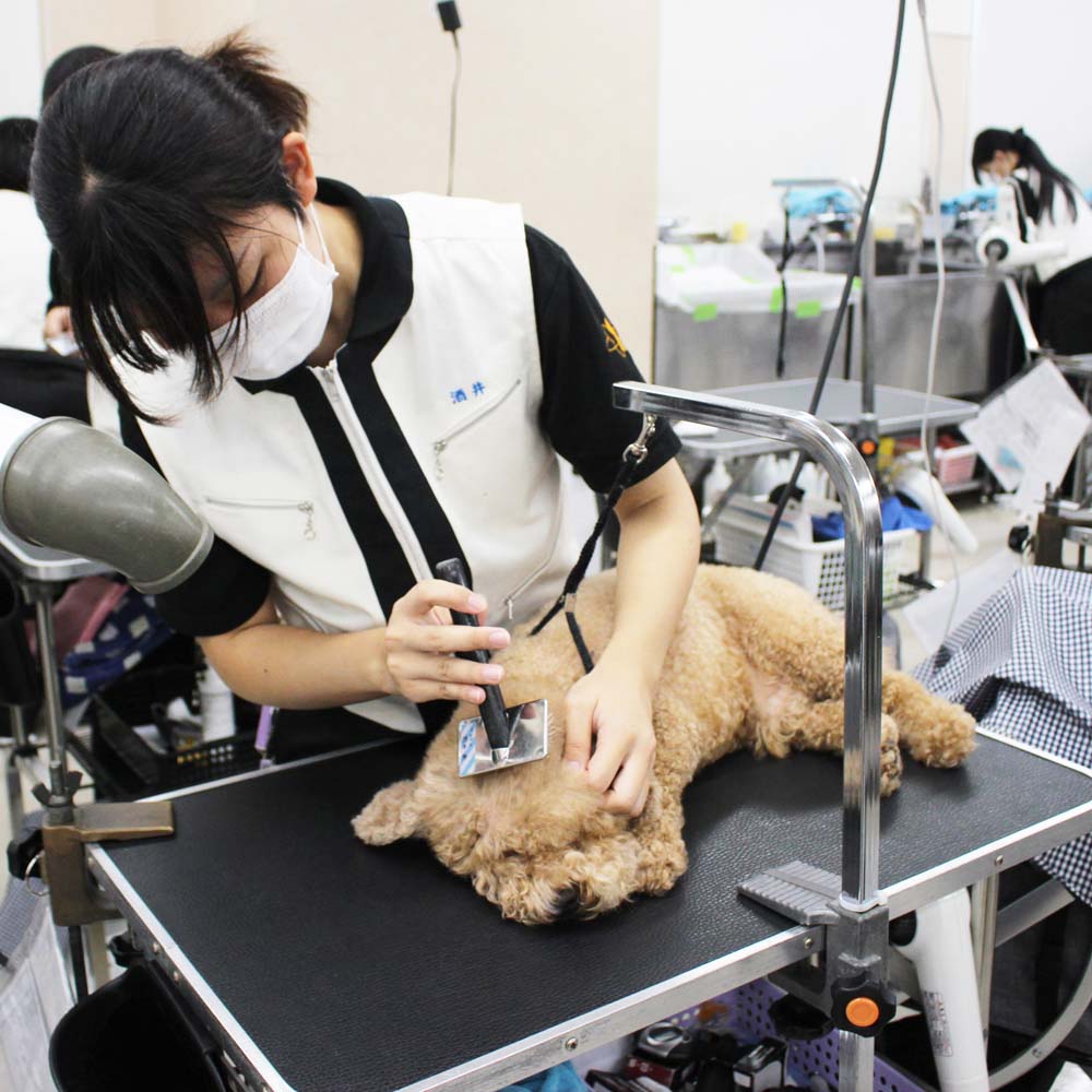 ２年生、お客様犬のトリミング☆
